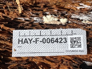  ( - HAY-F-006423)  @11 [ ] by-nc (2023) Damon Tighe Fungal Diversity Survey
