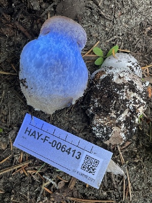  ( - HAY-F-006413)  @11 [ ] by-nc (2023) Damon Tighe Fungal Diversity Survey