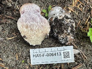  ( - HAY-F-006413)  @11 [ ] by-nc (2023) Damon Tighe Fungal Diversity Survey