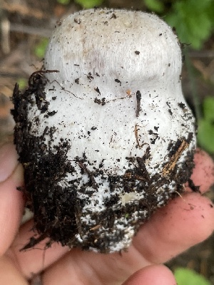  ( - HAY-F-006413)  @11 [ ] by-nc (2023) Damon Tighe Fungal Diversity Survey