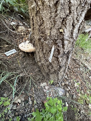  ( - HAY-F-001316)  @11 [ ] by-nc (2023) Aaron Tupac Fungal Diversity Survey