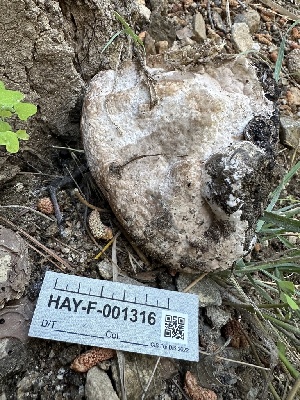  ( - HAY-F-001316)  @11 [ ] by-nc (2023) Aaron Tupac Fungal Diversity Survey