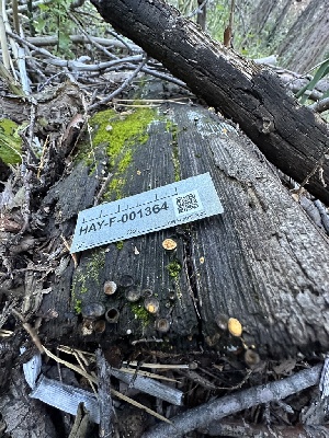  ( - HAY-F-001364)  @11 [ ] by-nc (2023) Aaron Tupac Fungal Diversity Survey