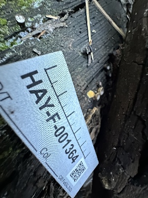  ( - HAY-F-001364)  @11 [ ] by-nc (2023) Aaron Tupac Fungal Diversity Survey