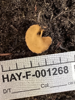  ( - HAY-F-001268)  @11 [ ] by-nc (2023) Aaron Tupac Fungal Diversity Survey