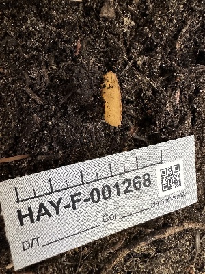  ( - HAY-F-001268)  @11 [ ] by-nc (2023) Aaron Tupac Fungal Diversity Survey