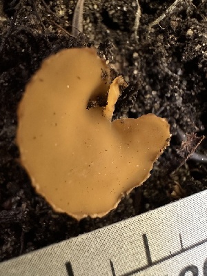  ( - HAY-F-001268)  @11 [ ] by-nc (2023) Aaron Tupac Fungal Diversity Survey