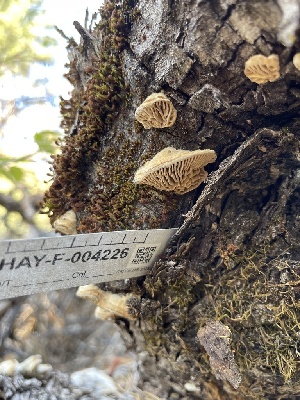  ( - HAY-F-004226)  @11 [ ] by-nc (2023) Jaren Hockert Fungal Diversity Survey
