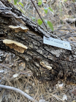  ( - HAY-F-004226)  @11 [ ] by-nc (2023) Jaren Hockert Fungal Diversity Survey