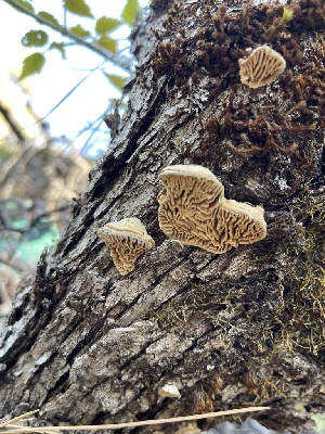  ( - HAY-F-004226)  @11 [ ] by-nc (2023) Jaren Hockert Fungal Diversity Survey