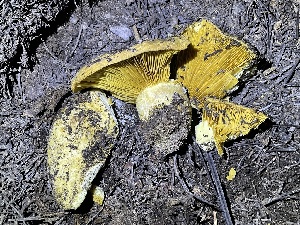  ( - HAY-F-006430)  @11 [ ] by-nc (2023) Damon Tighe Fungal Diversity Survey