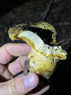  ( - HAY-F-006430)  @11 [ ] by-nc (2023) Damon Tighe Fungal Diversity Survey