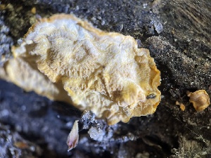  ( - HAY-F-004338)  @11 [ ] by-nc (2023) Jaren Hockert Fungal Diversity Survey