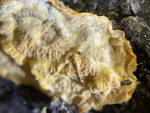  ( - HAY-F-004338)  @11 [ ] by-nc (2023) Jaren Hockert Fungal Diversity Survey