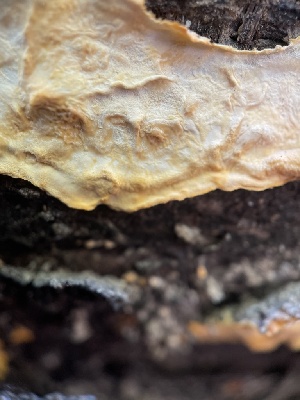  ( - HAY-F-004338)  @11 [ ] by-nc (2023) Jaren Hockert Fungal Diversity Survey