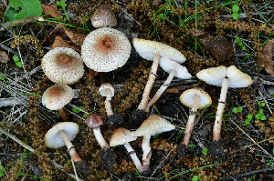  ( - FDS-CA-00346)  @11 [ ] by-nc (2023) Christian Schwarz Fungal Diversity Survey