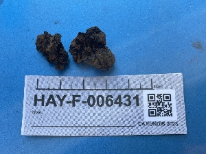  ( - HAY-F-006431)  @11 [ ] by-nc (2023) Damon Tighe Fungal Diversity Survey
