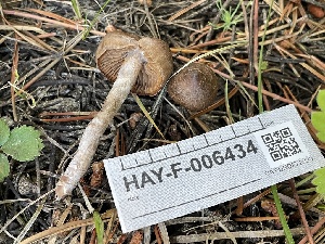  ( - HAY-F-006434)  @11 [ ] by-nc (2023) Damon Tighe Fungal Diversity Survey