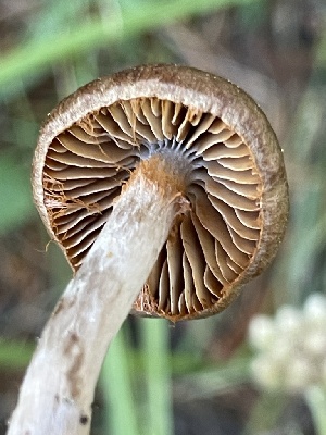  ( - HAY-F-006434)  @11 [ ] by-nc (2023) Damon Tighe Fungal Diversity Survey