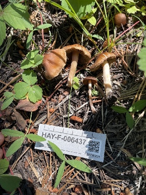  ( - HAY-F-006437)  @11 [ ] by-nc (2023) Damon Tighe Fungal Diversity Survey