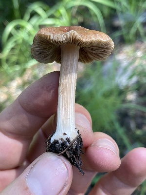  ( - HAY-F-006437)  @11 [ ] by-nc (2023) Damon Tighe Fungal Diversity Survey