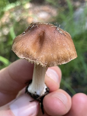  ( - HAY-F-006437)  @11 [ ] by-nc (2023) Damon Tighe Fungal Diversity Survey