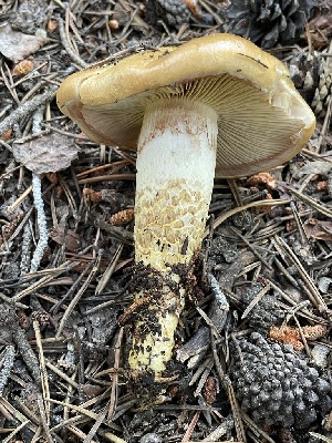  ( - HAY-F-006457)  @11 [ ] by-nc (2023) Damon Tighe Fungal Diversity Survey