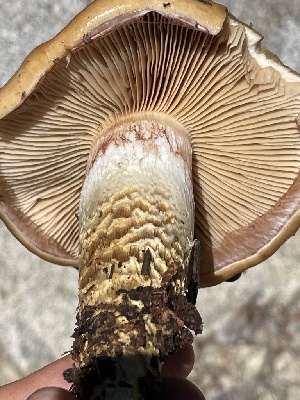  ( - HAY-F-006457)  @11 [ ] by-nc (2023) Damon Tighe Fungal Diversity Survey
