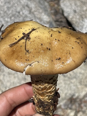  ( - HAY-F-006457)  @11 [ ] by-nc (2023) Damon Tighe Fungal Diversity Survey