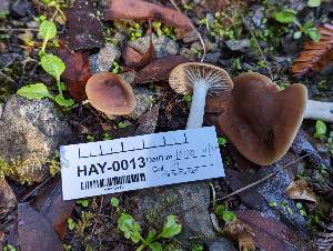  (Cuphophyllus sp. CA01 - HAY-F-000336)  @11 [ ] cc-by-nc (2023) Harte Singer FunDiS