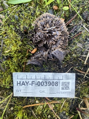  ( - HAY-F-003908)  @11 [ ] by-nc (2023) Grace Stark Fungal Diversity Survey