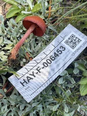  ( - HAY-F-006453)  @11 [ ] by-nc (2023) Damon Tighe Fungal Diversity Survey