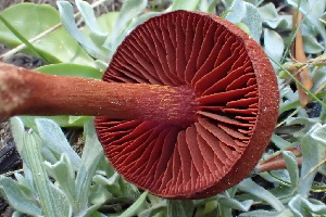  ( - HAY-F-006453)  @11 [ ] by-nc (2023) Damon Tighe Fungal Diversity Survey