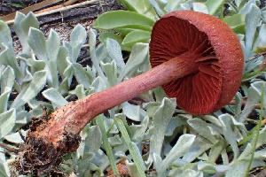 (Cortinarius sierraensis - HAY-F-006453)  @11 [ ] by-nc (2023) Damon Tighe Fungal Diversity Survey