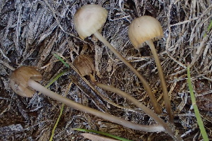  ( - HAY-F-006455)  @11 [ ] by-nc (2023) Damon Tighe Fungal Diversity Survey