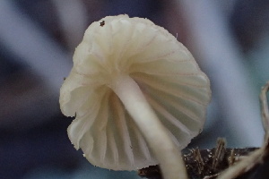  ( - HAY-F-006455)  @11 [ ] by-nc (2023) Damon Tighe Fungal Diversity Survey