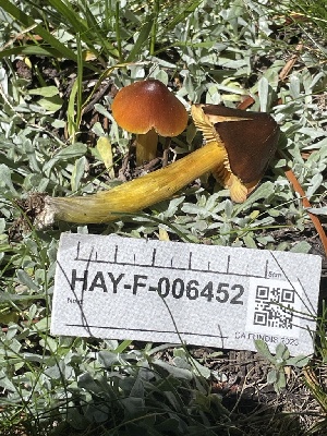  (Hygrocybe sp. conica-PNW22 - HAY-F-006452)  @11 [ ] by-nc (2023) Damon Tighe Fungal Diversity Survey