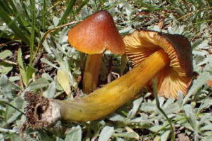  ( - HAY-F-006452)  @11 [ ] by-nc (2023) Damon Tighe Fungal Diversity Survey