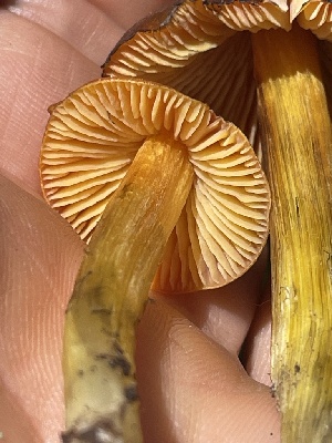  ( - HAY-F-006452)  @11 [ ] by-nc (2023) Damon Tighe Fungal Diversity Survey