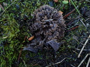  ( - HAY-F-003908)  @11 [ ] by-nc (2023) Grace Stark Fungal Diversity Survey