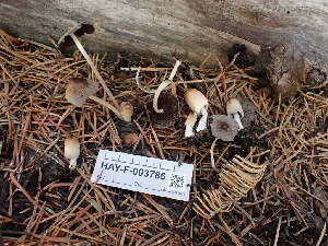  ( - HAY-F-003786)  @11 [ ] by-nc (2023) Grace Stark Fungal Diversity Survey