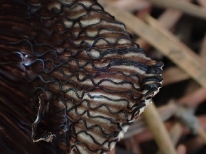  ( - HAY-F-003786)  @11 [ ] by-nc (2023) Grace Stark Fungal Diversity Survey