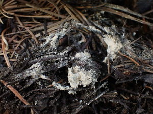  (Ascorhizoctonia - HAY-F-003785)  @11 [ ] by-nc (2023) Grace Stark Fungal Diversity Survey