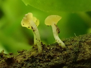  (Crocicreas sp. CA04 - HAY-F-003821)  @11 [ ] by-nc (2023) Grace Stark Fungal Diversity Survey
