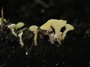  ( - HAY-F-003887)  @11 [ ] by-nc (2023) Grace Stark Fungal Diversity Survey