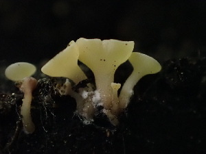  ( - HAY-F-003887)  @11 [ ] by-nc (2023) Grace Stark Fungal Diversity Survey