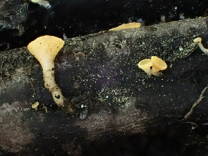  ( - HAY-F-003887)  @11 [ ] by-nc (2023) Grace Stark Fungal Diversity Survey