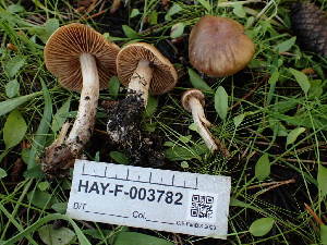  ( - HAY-F-003782)  @11 [ ] by-nc (2023) Grace Stark Fungal Diversity Survey