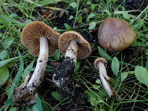 ( - HAY-F-003782)  @11 [ ] by-nc (2023) Grace Stark Fungal Diversity Survey