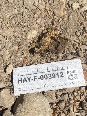  ( - HAY-F-003912)  @11 [ ] by-nc (2023) Grace Stark Fungal Diversity Survey